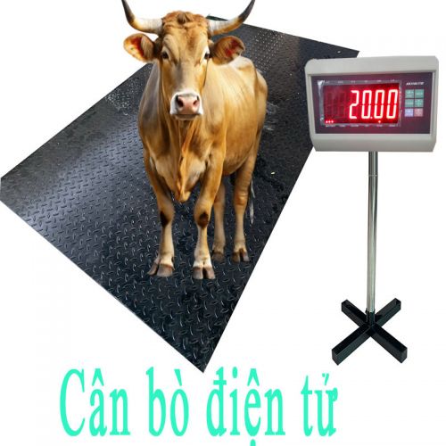 Cân bò điện tử 1.2x2m T7E