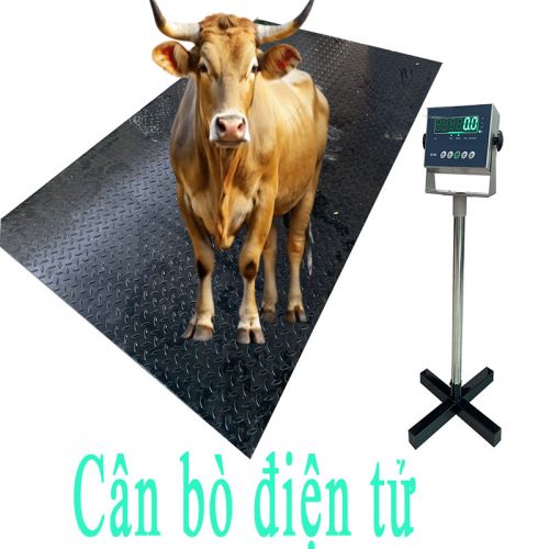 Cân bò điện tử 1.2x2m B19S AMCELLS -USA