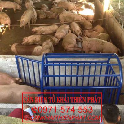 Cân heo điện tử có lồng 300kg 500kg 1000kg